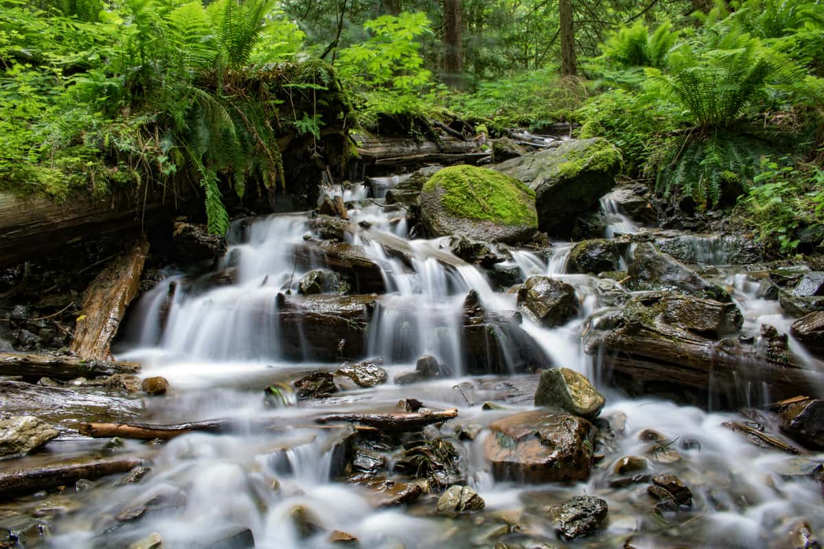 Tranquil forest stream cascading over mossy rocks and fallen logs, surrounded by lush green ferns and dense woodland.