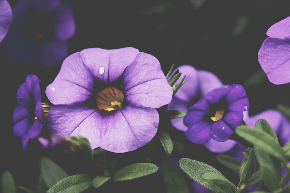 purple flower