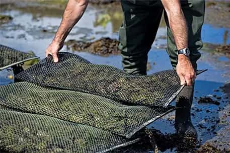 A person is lifting mesh bags filled with oysters from a water source, practicing sustainable seafood harvesting.