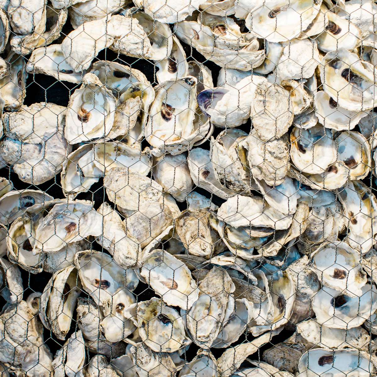 Oyster Shells