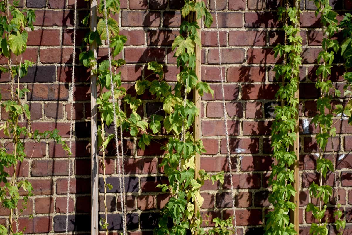 building exterior with vines