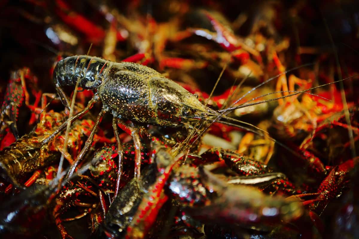 Live Crawfish at Terrebonne's Restaurant & Bar