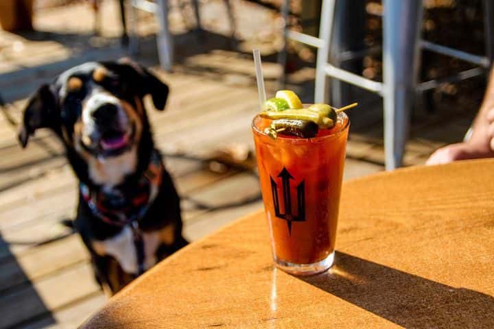 Pup and Bloody Mary