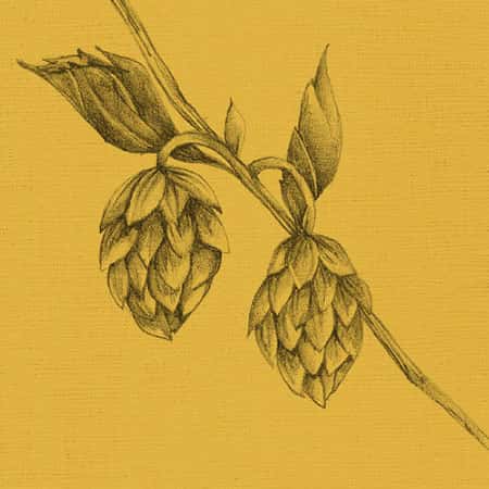 hops graphic