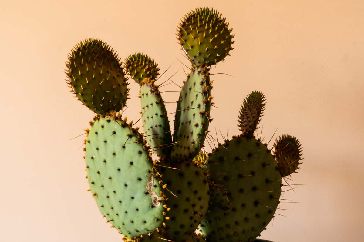 Cactus