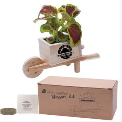 Wooden Wheel Barrow Blossom Kit