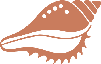 Conch shell