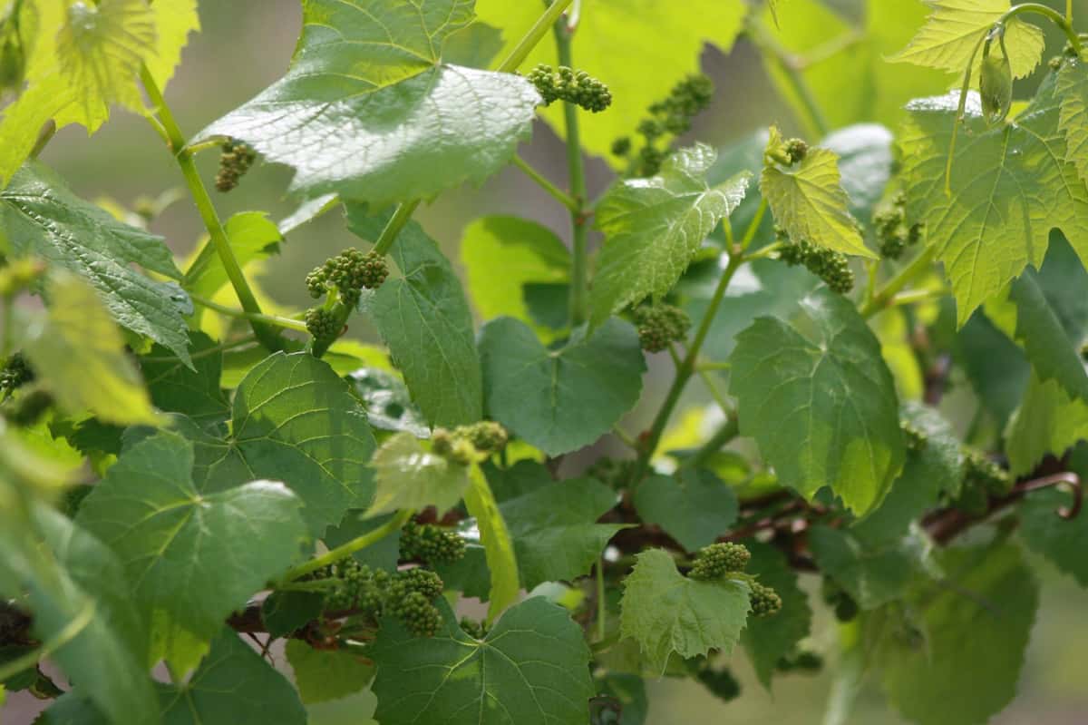 wine vineyard
