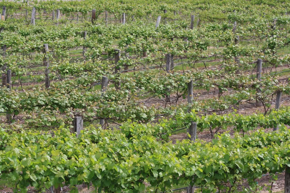 vinyards