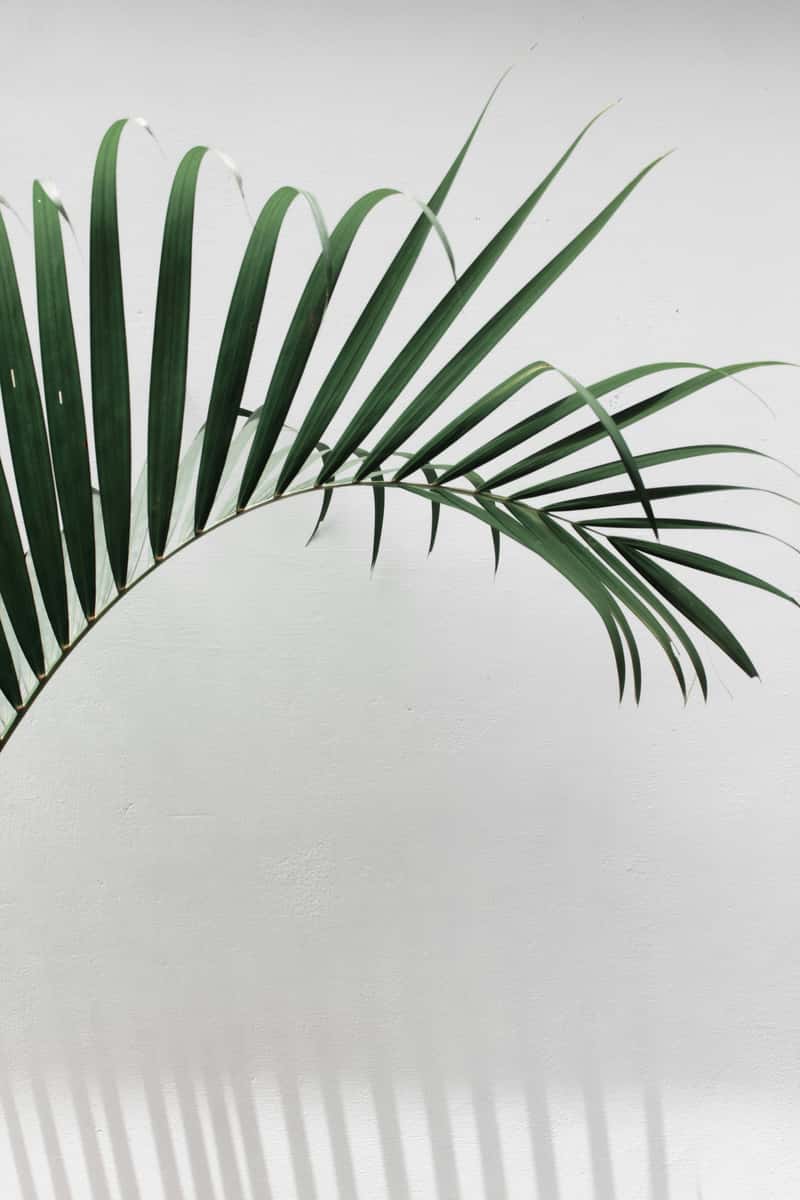 palm