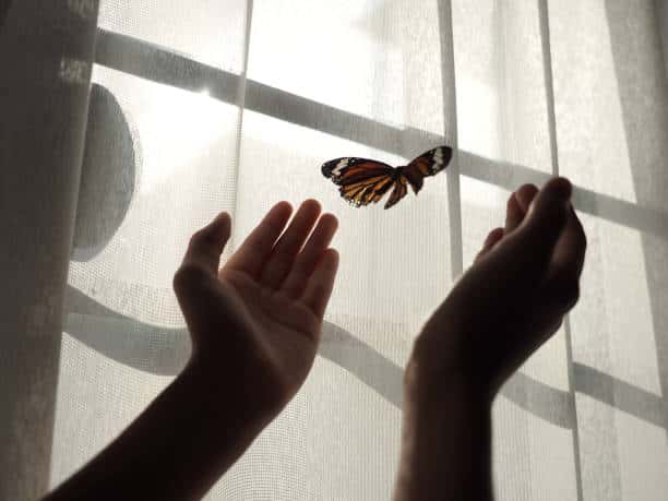 butterfly