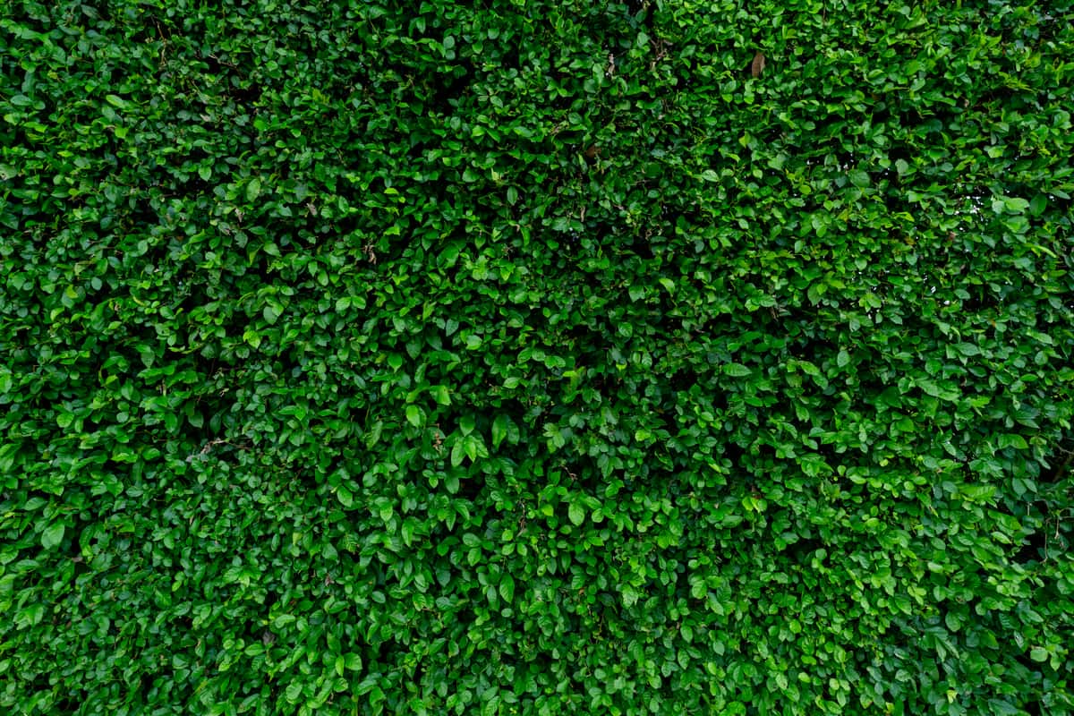 green hedge