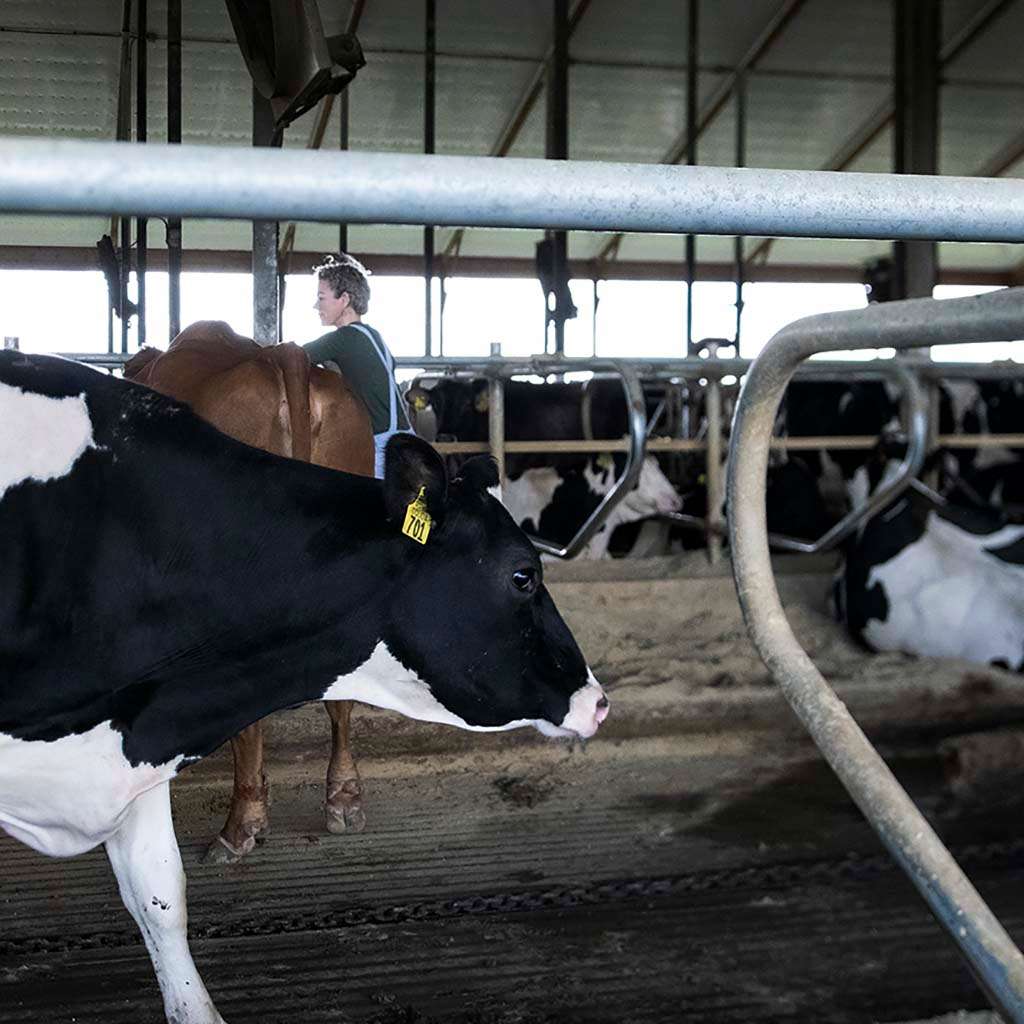 COWS IN BARN