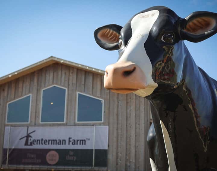 Close up of a cow statue in front of a shop