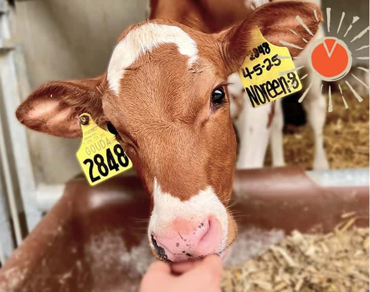 a cow being fed