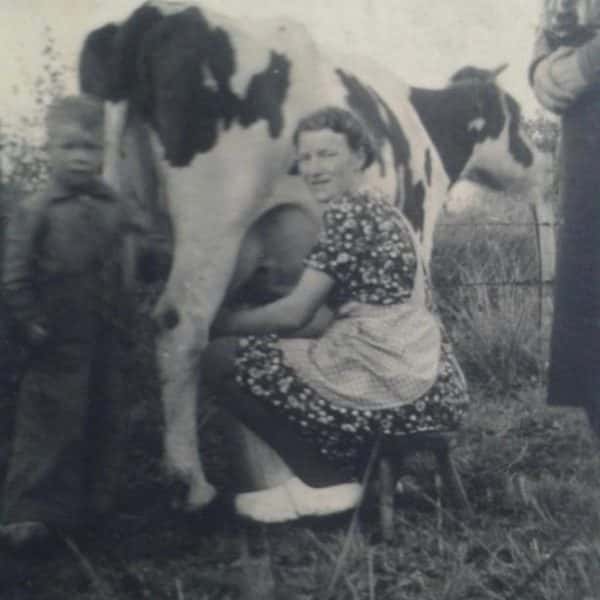 oma milking cow