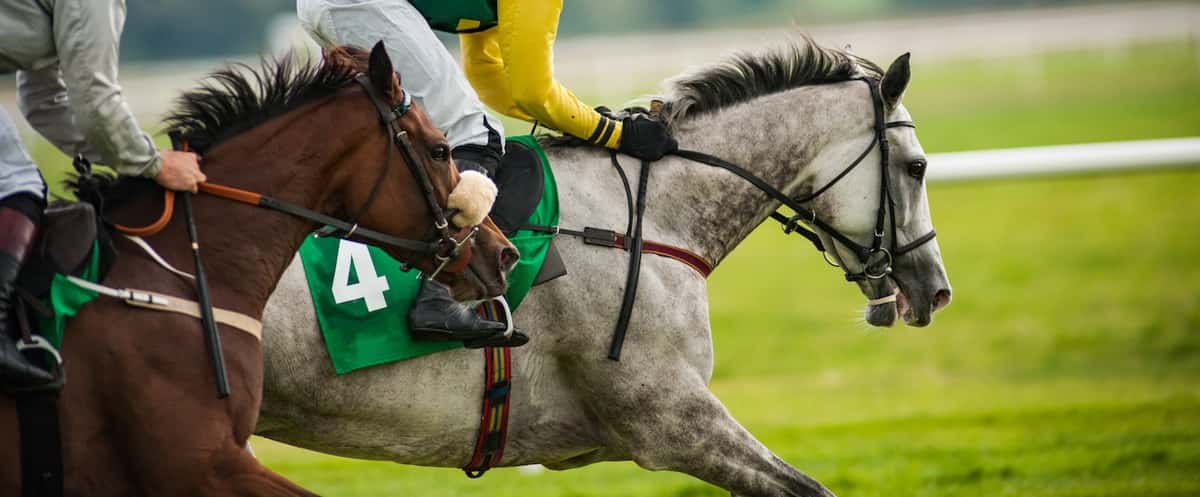 horse race win