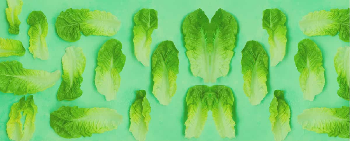 lettuce