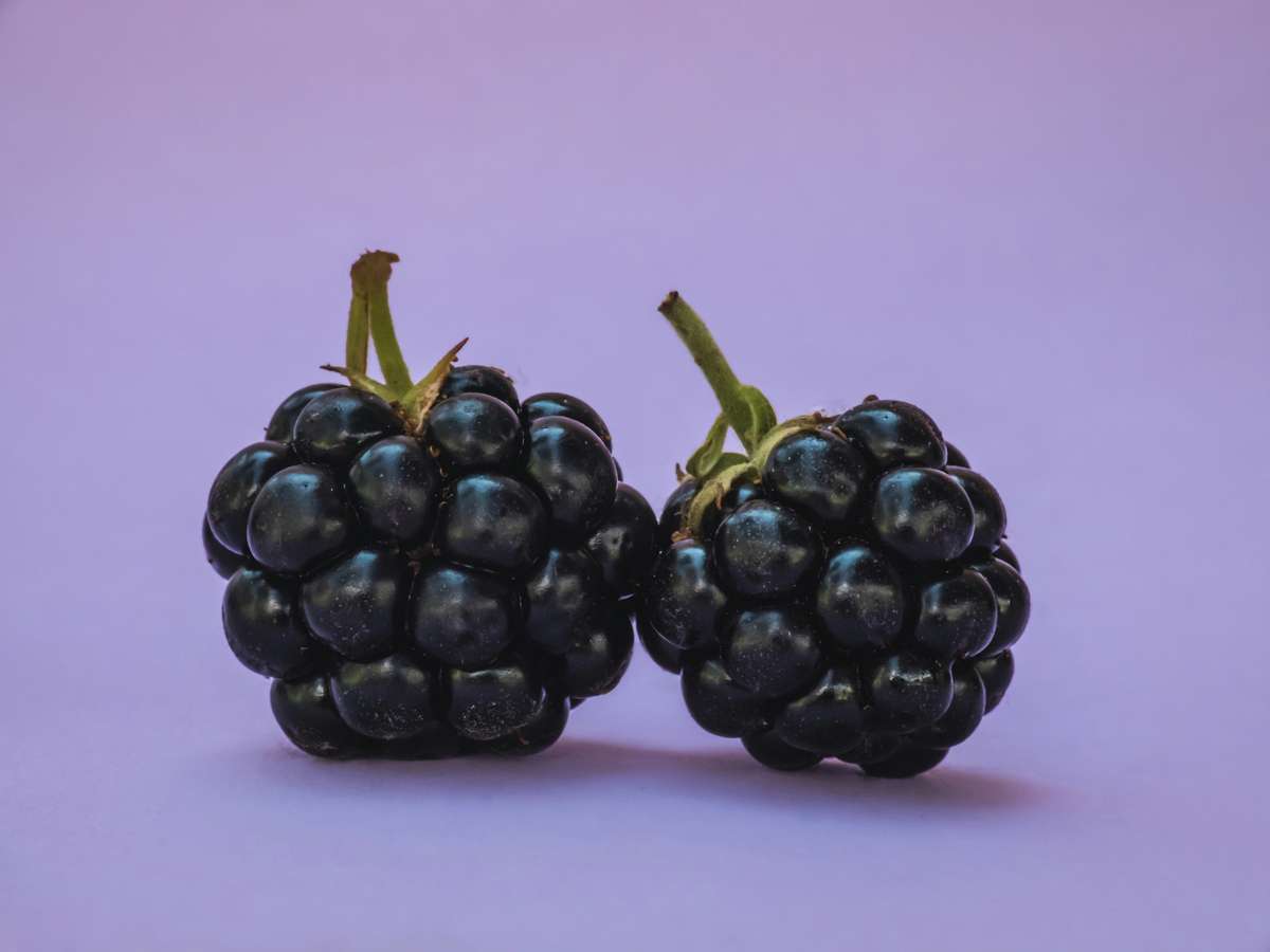 Mountain Blackberry