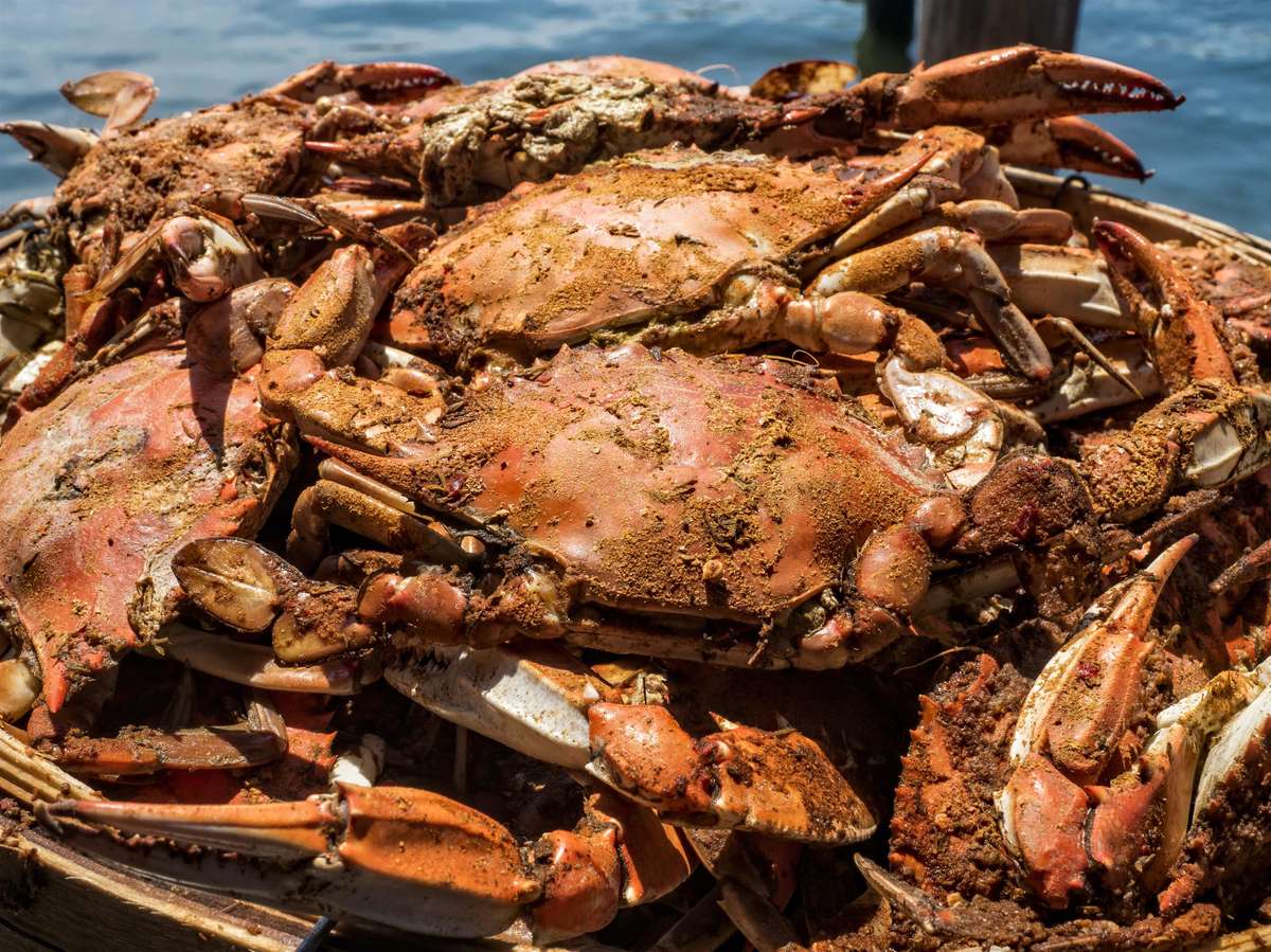 Crabs whole – House of Sea Food