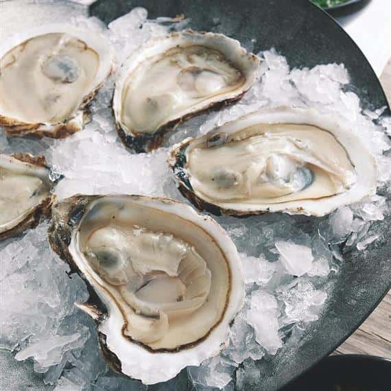 Oysters 