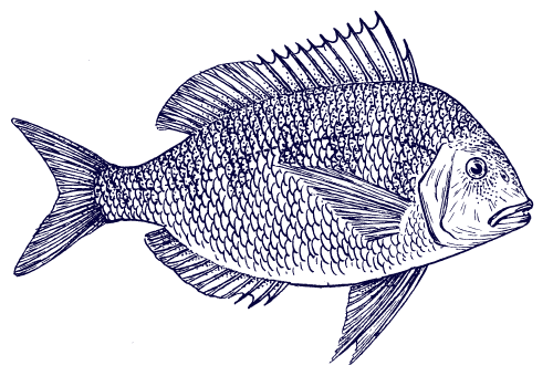 fish sketch