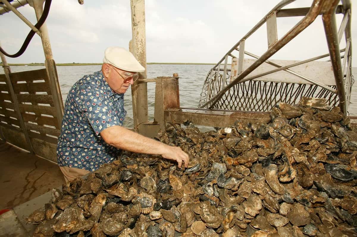 oysters