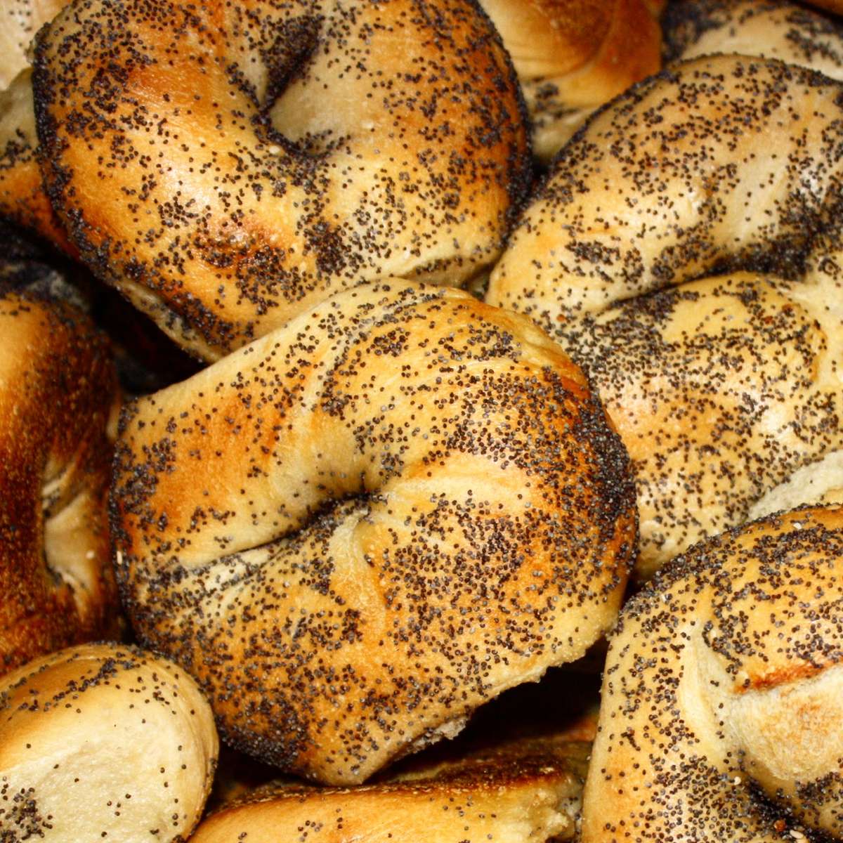 Poppy Bagels