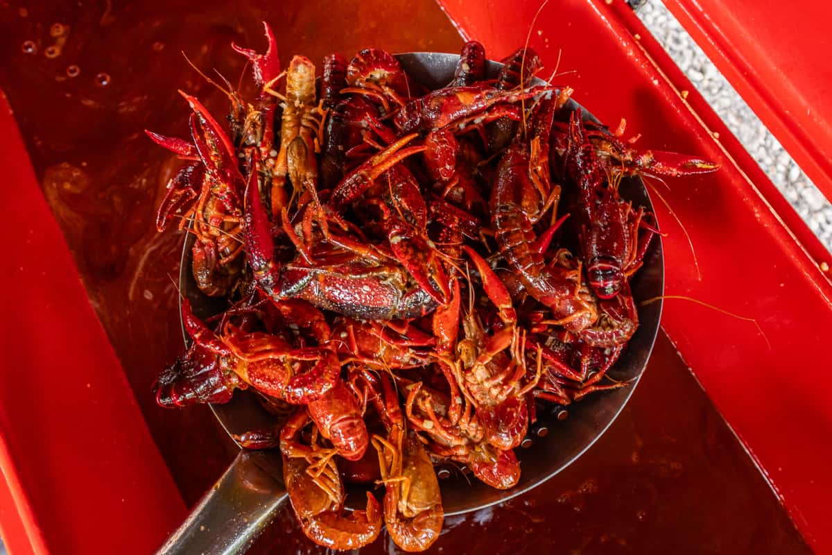 crawfish