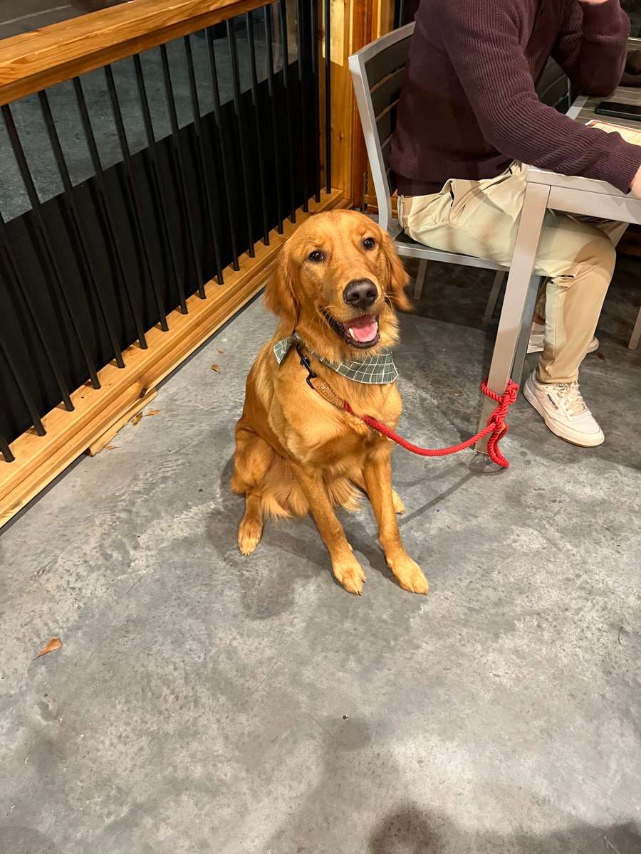 dog