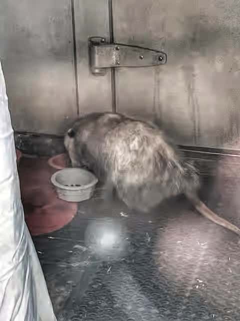 Opossum
