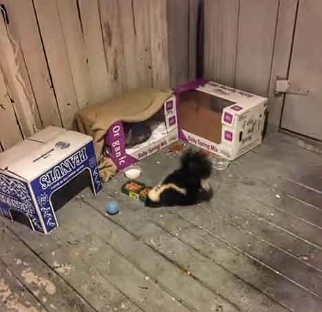 Skunk
