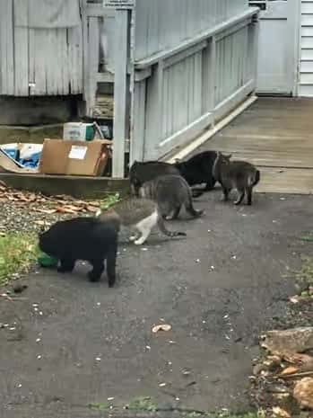 Feeding Time