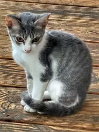 Bella