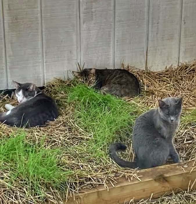 Outdoor Feral Community