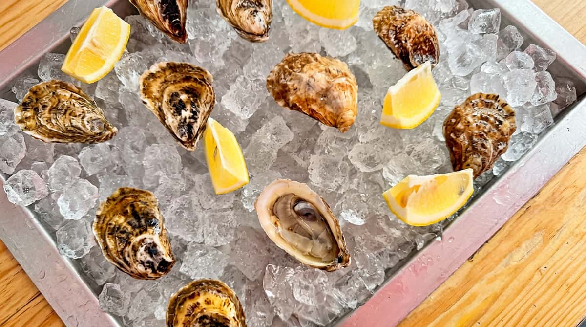 Oysters on crushed ice with lemon wedges, one oyster shucked open.