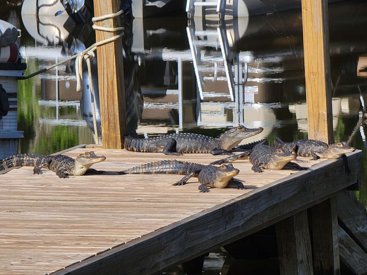 Gator Gan