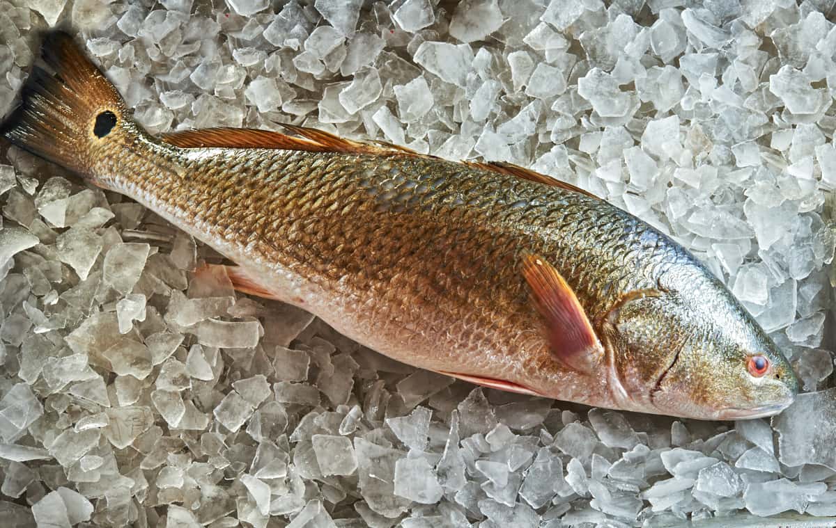 fish