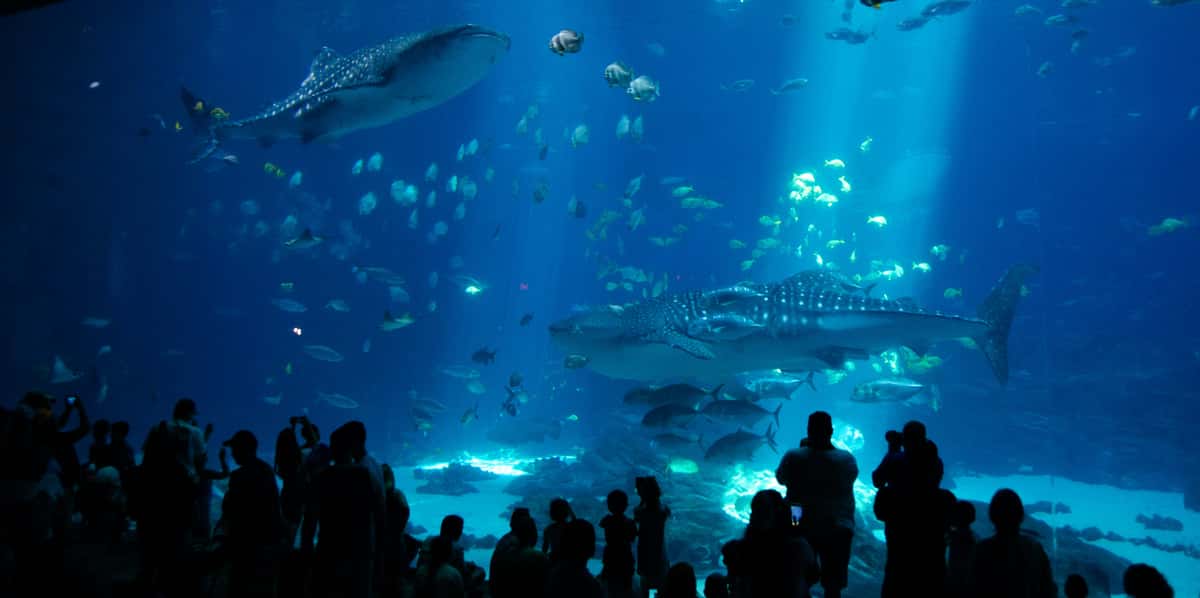 Large crowd observing a massive aquarium tank filled with vibrant marine life, including whale sharks, schools of tropical fish, and rays, illuminated by ethereal blue lighting in an indoor aquarium exhibit.