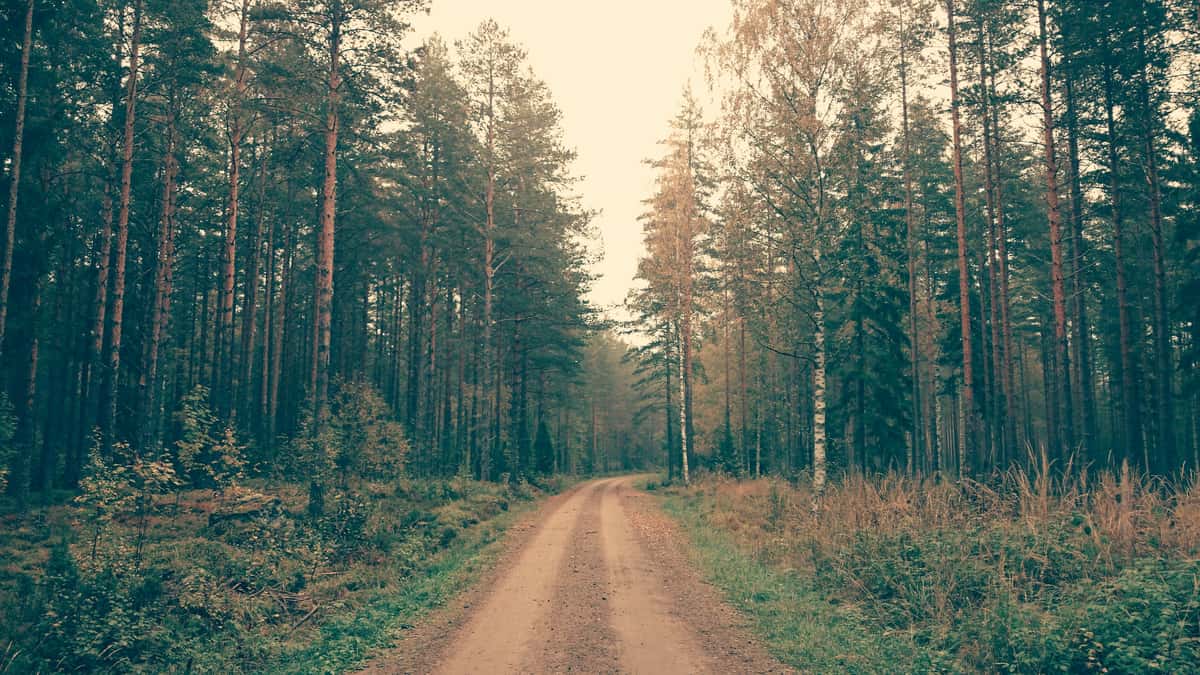 Road through woods