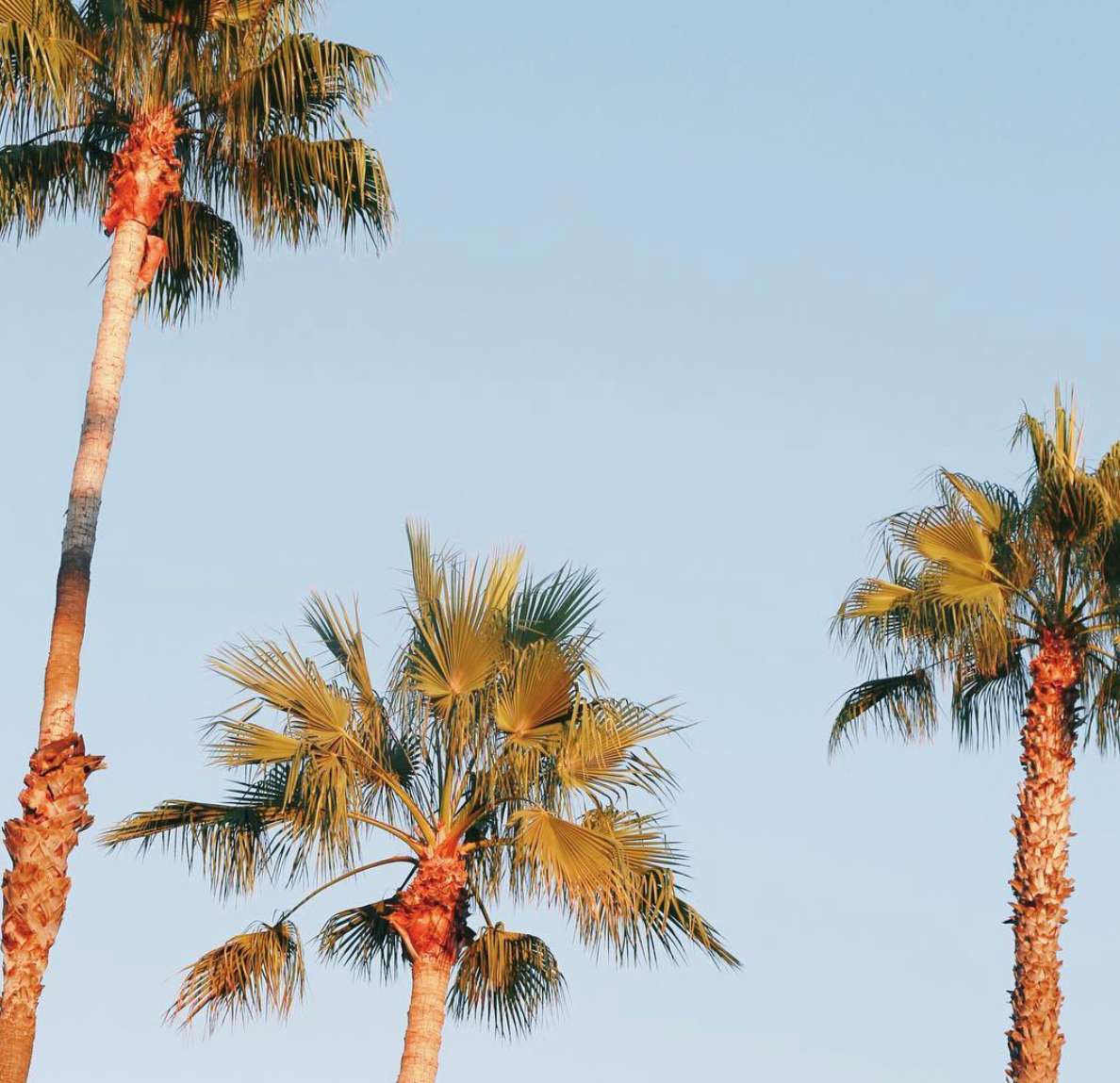 Palm Trees