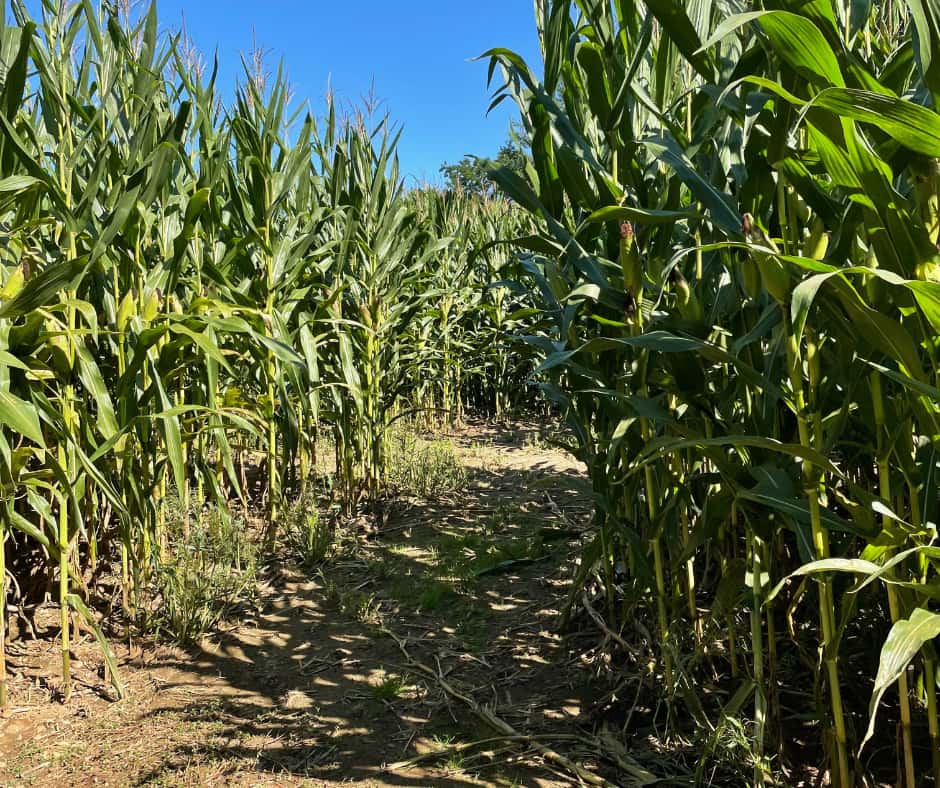 corn maze path