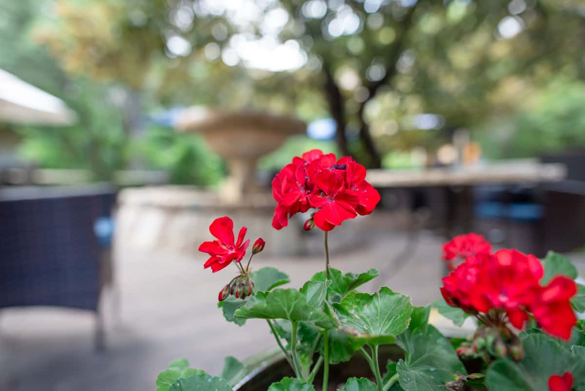 Patio Roses