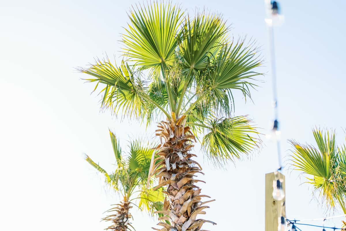 Palm trees