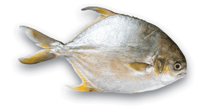 Florida Pompano