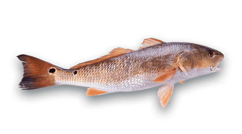 Redfish