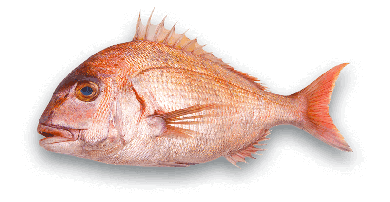 Snapper