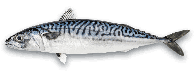 Mackerel