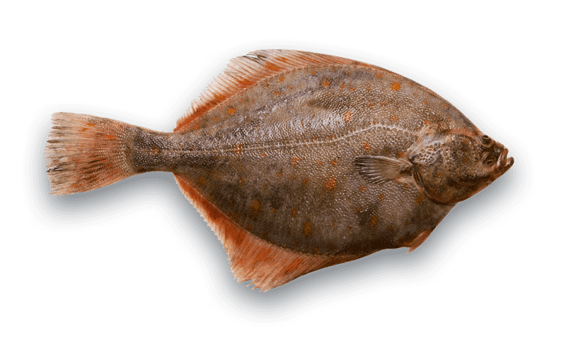 Flounder