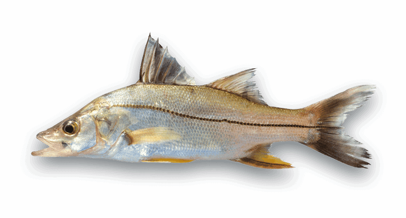 Snook